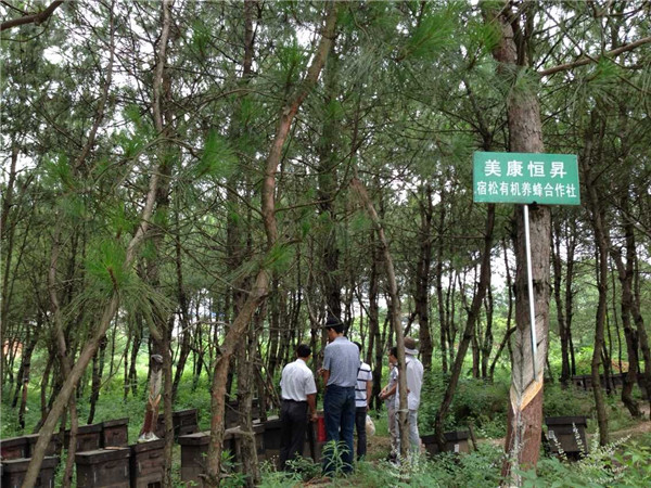 有機蜂場(chǎng)