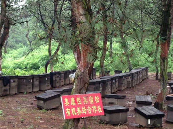 有機蜂場(chǎng)